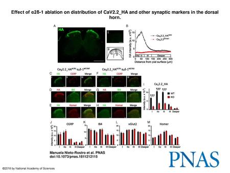 Effect of α2δ-1 ablation on distribution of CaV2