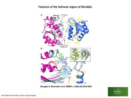 Features of the helicase region of RecQΔC.