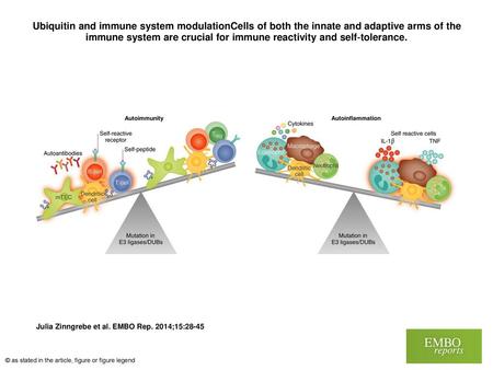 Ubiquitin and immune system modulationCells of both the innate and adaptive arms of the immune system are crucial for immune reactivity and self‐tolerance.