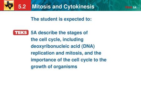 The student is expected to: 5A describe the stages of the cell cycle, including deoxyribonucleic acid (DNA) replication and mitosis, and the importance.