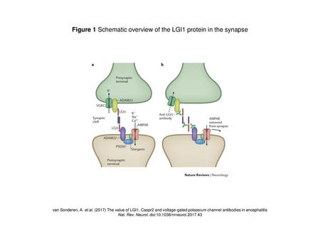 Figure 1 Schematic overview of the LGI1 protein in the synapse