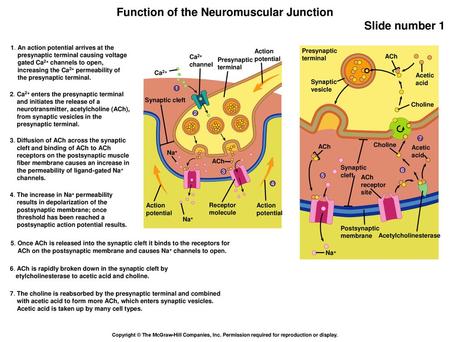 1. An action potential arrives at the