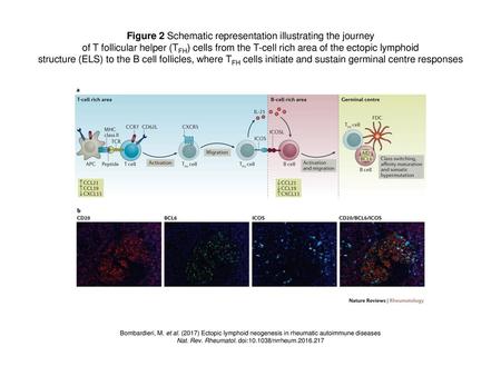 Figure 2 Schematic representation illustrating the journey