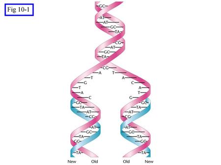 Generalized model of semiconservative replication of DNA