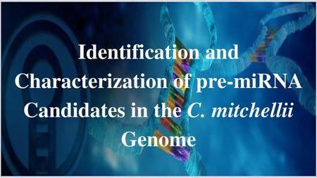 Identification and Characterization of pre-miRNA Candidates in the C