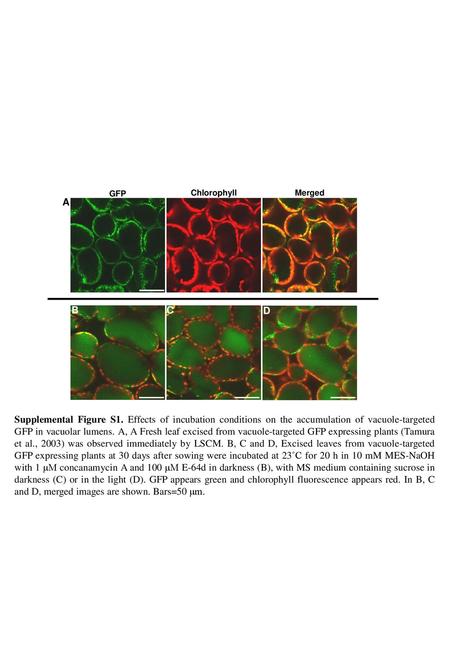 GFP Chlorophyll Merged A B C D