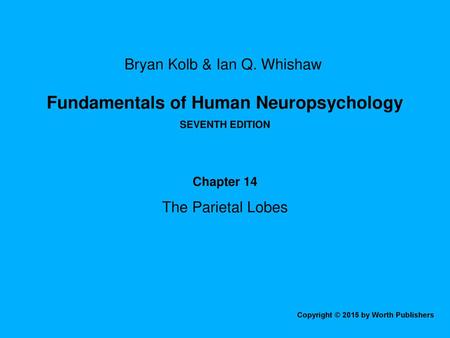 Chapter 14 The Parietal Lobes.