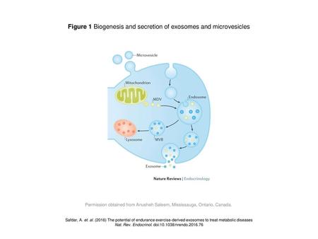 Figure 1 Biogenesis and secretion of exosomes and microvesicles