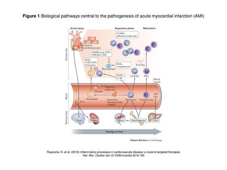 Nat. Rev. Cardiol. doi: /nrcardio