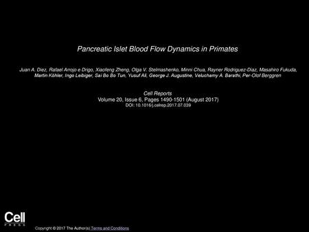 Pancreatic Islet Blood Flow Dynamics in Primates