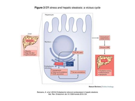 Figure 3 ER stress and hepatic steatosis: a vicious cycle