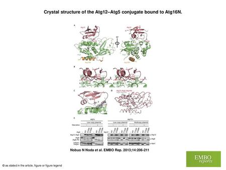 Crystal structure of the Atg12–Atg5 conjugate bound to Atg16N.