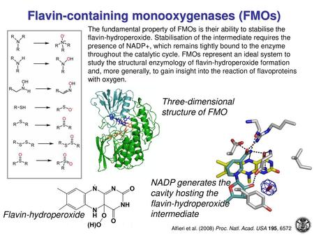 Flavin-containing monooxygenases (FMOs)