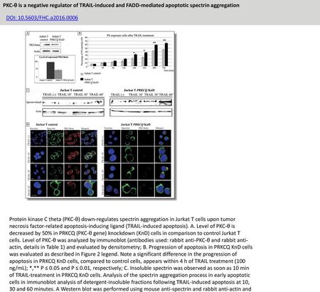 PKC-θ is a negative regulator of TRAIL-induced and FADD-mediated apoptotic spectrin aggregation DOI: 10.5603/FHC.a2016.0006 Protein kinase C theta (PKC-θ)