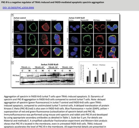 PKC-θ is a negative regulator of TRAIL-induced and FADD-mediated apoptotic spectrin aggregation DOI: 10.5603/FHC.a2016.0006 Aggregation of spectrin in.