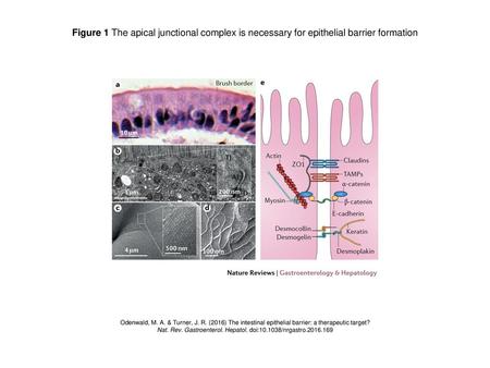 Nat. Rev. Gastroenterol. Hepatol. doi: /nrgastro