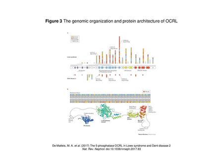 Figure 3 The genomic organization and protein architecture of OCRL