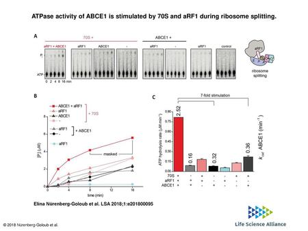 ATPase activity of ABCE1 is stimulated by 70S and aRF1 during ribosome splitting. ATPase activity of ABCE1 is stimulated by 70S and aRF1 during ribosome.