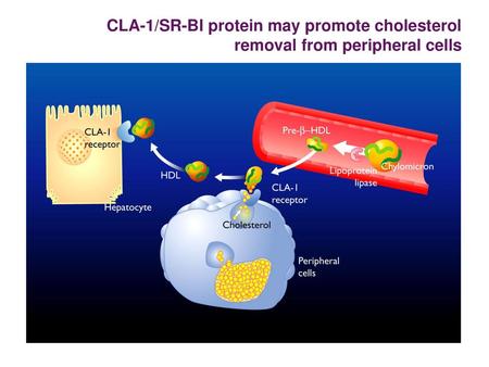 CLA-1/SR-BI protein may promote cholesterol removal from peripheral cells Figure 84 The CLA-1 receptor is the human homolog of the SR-I receptor in mice.