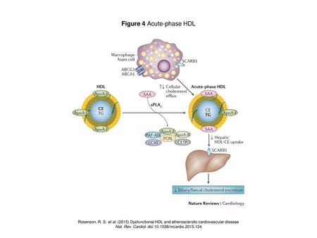 Figure 4 Acute-phase HDL