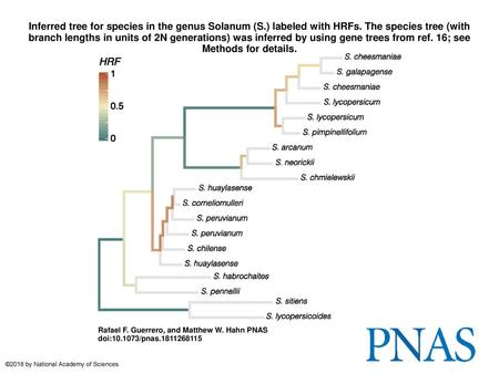 Inferred tree for species in the genus Solanum (S. ) labeled with HRFs