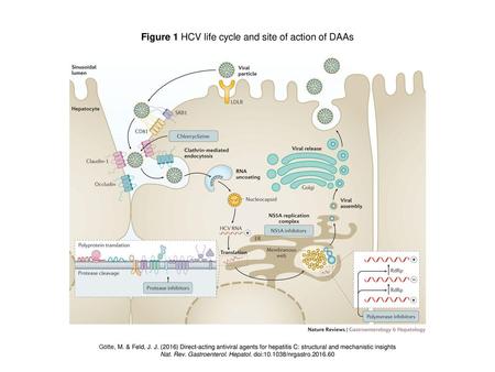 Figure 1 HCV life cycle and site of action of DAAs