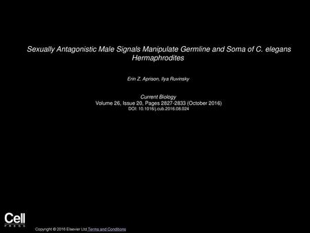 Sexually Antagonistic Male Signals Manipulate Germline and Soma of C