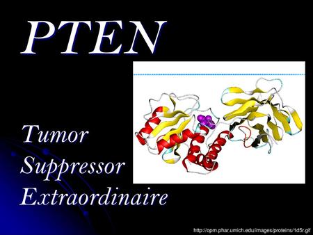 PTEN Tumor Suppressor Extraordinaire