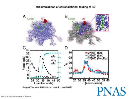 MD simulations of cotranslational folding of I27.