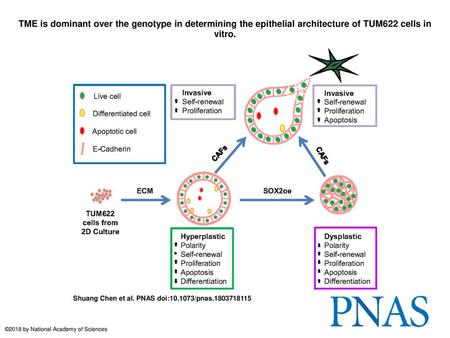 TME is dominant over the genotype in determining the epithelial architecture of TUM622 cells in vitro. TME is dominant over the genotype in determining.