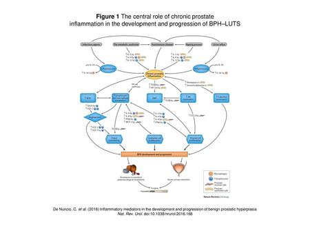 Figure 1 The central role of chronic prostate