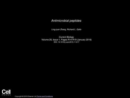 Antimicrobial peptides