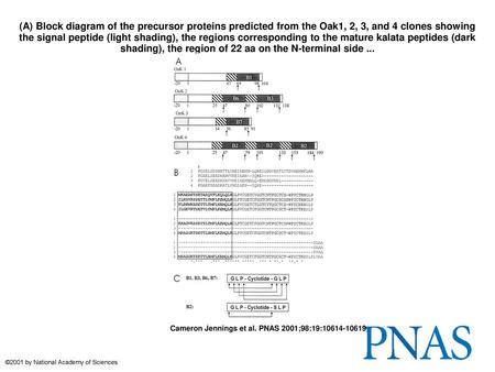 (A) Block diagram of the precursor proteins predicted from the Oak1, 2, 3, and 4 clones showing the signal peptide (light shading), the regions corresponding.