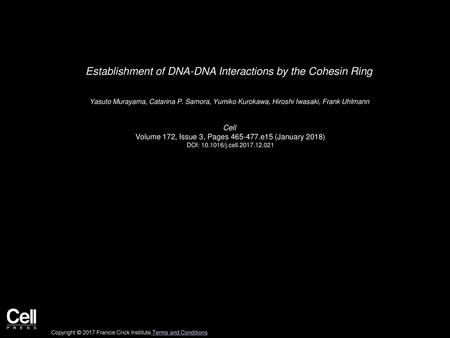 Establishment of DNA-DNA Interactions by the Cohesin Ring