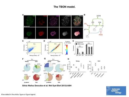 The TBON model. The TBON model. (A) Representative confocal images of E14Tg2A cells stained for Tcf3 (green), Nanog (red), Oct4 (magenta), and total β‐catenin.