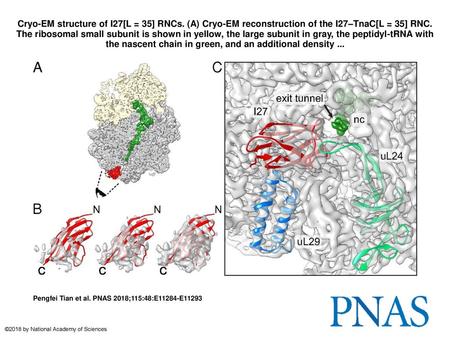 Cryo-EM structure of I27[L = 35] RNCs