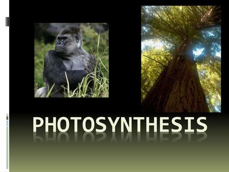 Photosynthesis.