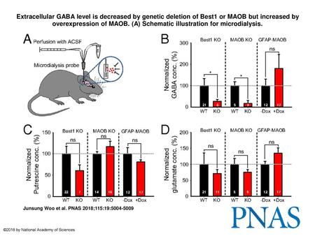 Extracellular GABA level is decreased by genetic deletion of Best1 or MAOB but increased by overexpression of MAOB. (A) Schematic illustration for microdialysis.