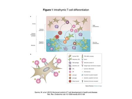 Figure 1 Intrathymic T-cell differentiation