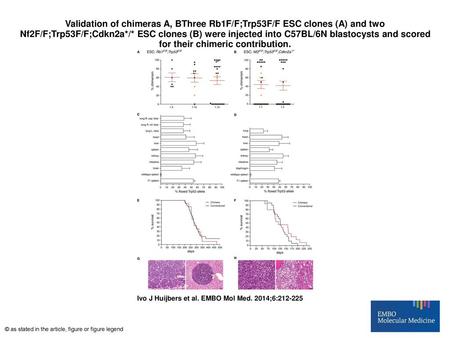 Validation of chimeras A, BThree Rb1F/F;Trp53F/F ESC clones (A) and two Nf2F/F;Trp53F/F;Cdkn2a*/* ESC clones (B) were injected into C57BL/6N blastocysts.