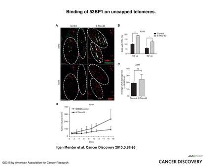 Binding of 53BP1 on uncapped telomeres.