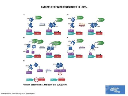 Synthetic circuits responsive to light.