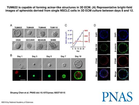 TUM622 is capable of forming acinar-like structures in 3D ECM