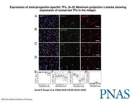 Expression of stem/progenitor-specific TFs