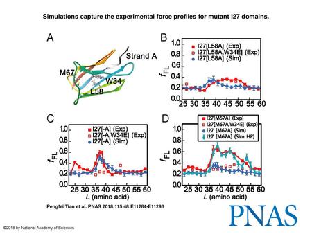 Simulations capture the experimental force profiles for mutant I27 domains. Simulations capture the experimental force profiles for mutant I27 domains.