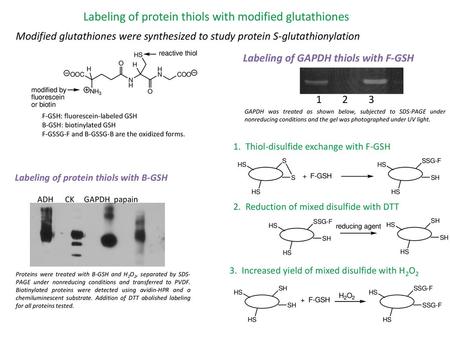 Labeling of protein thiols with modified glutathiones