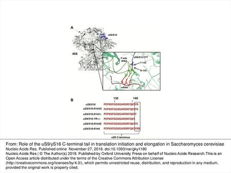 Figure 1. Structure and sequence analysis of uS9