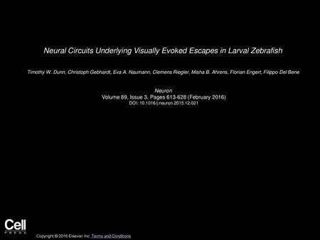 Neural Circuits Underlying Visually Evoked Escapes in Larval Zebrafish