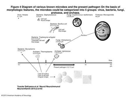 Figure 4 Diagram of various known microbes and the present pathogen On the basis of morphologic features, the microbes could be categorized into 5 groups: