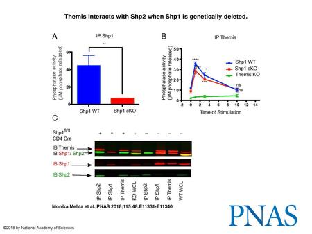 Themis interacts with Shp2 when Shp1 is genetically deleted.